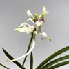 Neofinetia falcata shunkyuden 春及